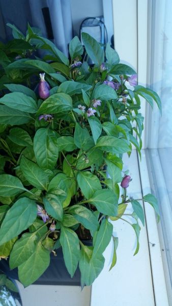 2017-03-17-0936_-_Chili; Plante