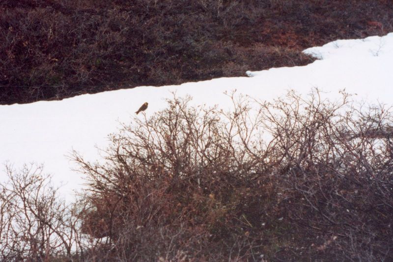 1992-06-Teltlejr-ved-boreproevninger-24