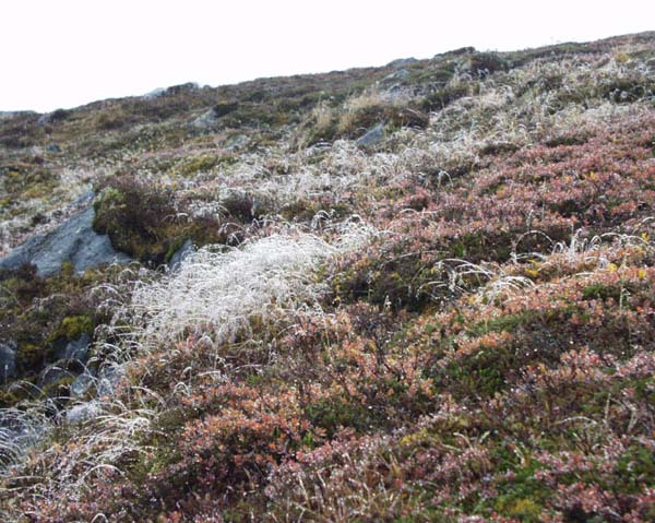 2001-10 Rensdyrjagt i Amerlik