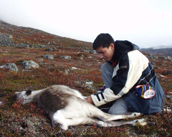 2001-10 Rensdyrjagt i Amerlik