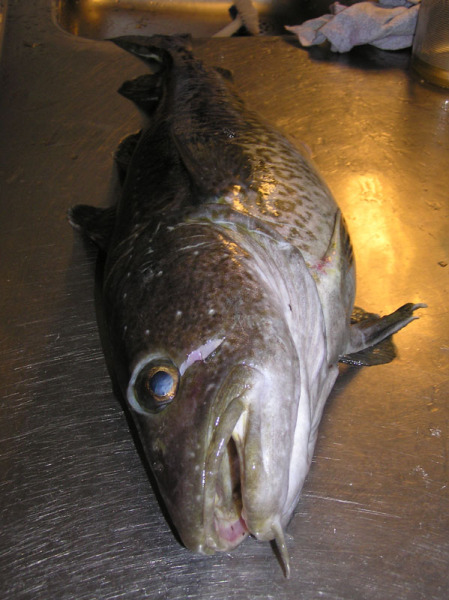 2005-05-09_alus_foerste_sejltur_048