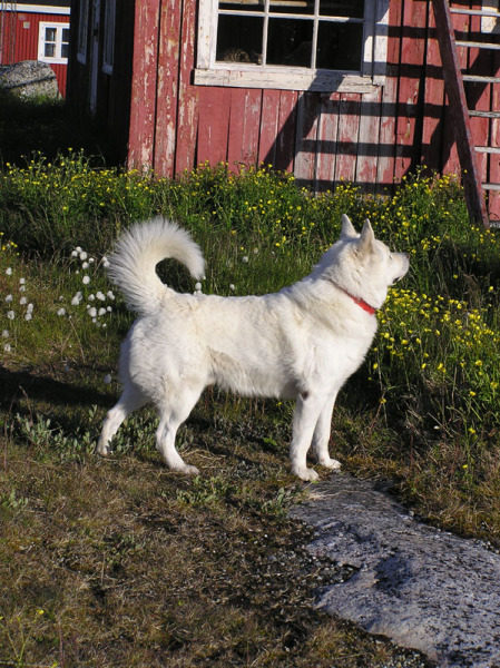 2005-06-_Nanortalik_045