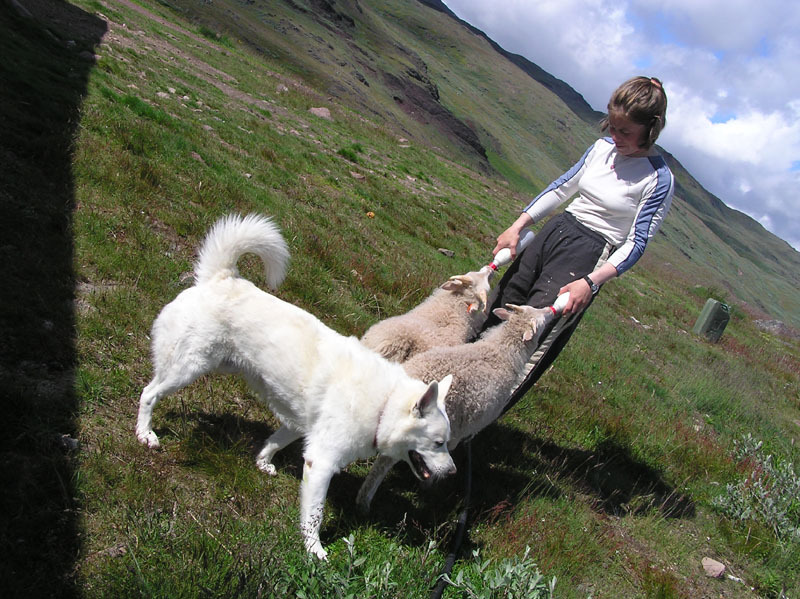 2005-07-06-07_Narsarssuaq_064