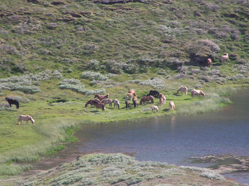 2005-07-06-07_Narsarssuaq_071