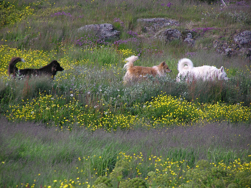 2005-07-08-09_Tasiusaq_030