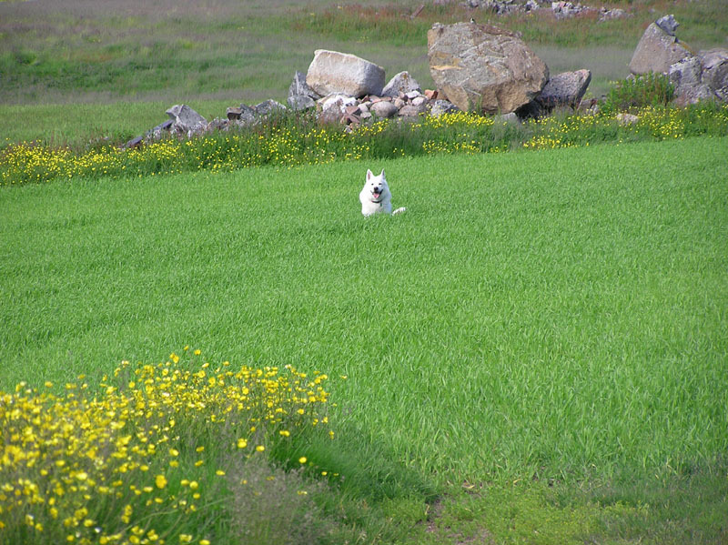 2005-07-08-09_Tasiusaq_032