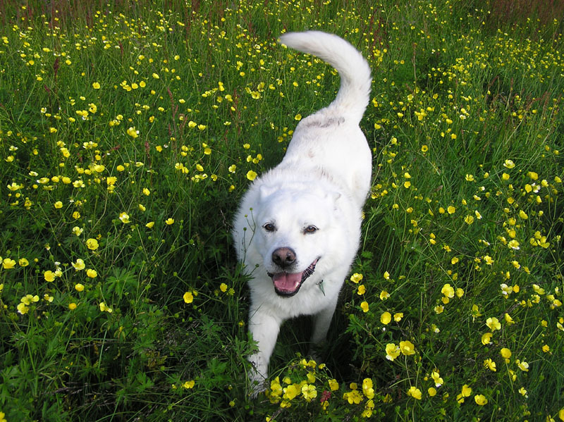 2005-07-08-09_Tasiusaq_040