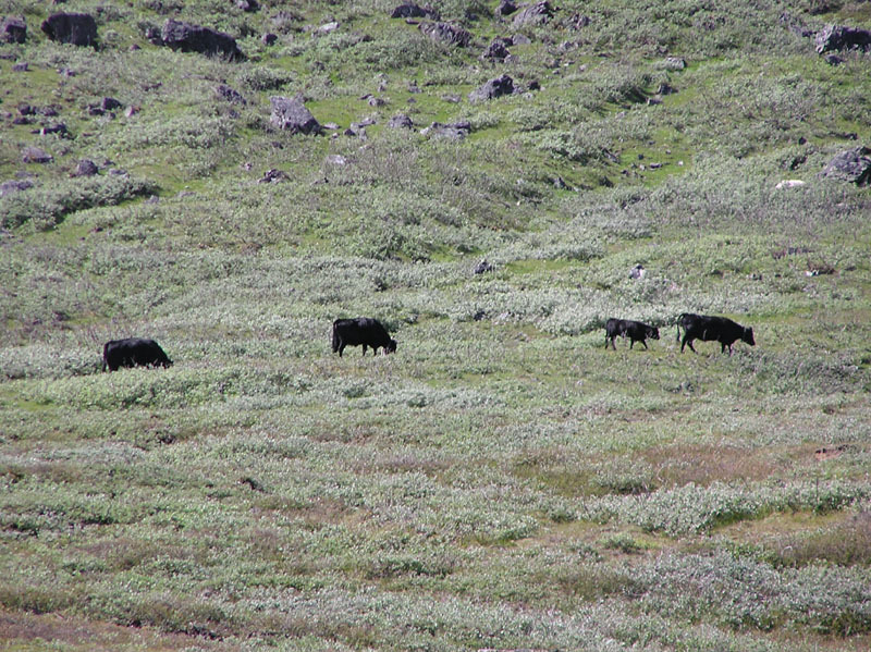 2005-07-11_Narsaq_096