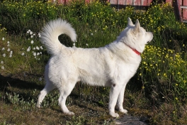 2005-06-_Nanortalik_045