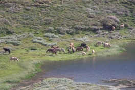2005-07-06-07_Narsarssuaq_071