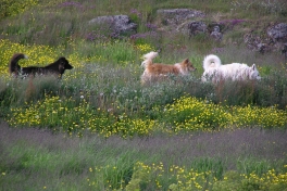 2005-07-08-09_Tasiusaq_030