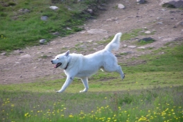 2005-07-08-09_Tasiusaq_031