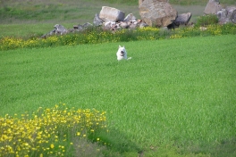 2005-07-08-09_Tasiusaq_032
