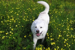 2005-07-08-09_Tasiusaq_040