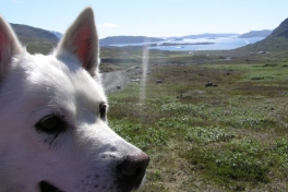 2005-07-11_Narsaq_089