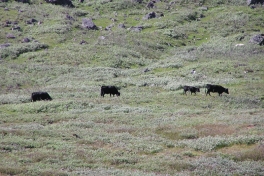 2005-07-11_Narsaq_096