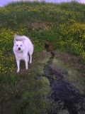 2005-07-04-06_unartoq_mm_084
