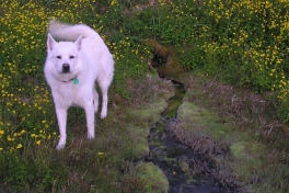 2005-07-04-06_unartoq_mm_084