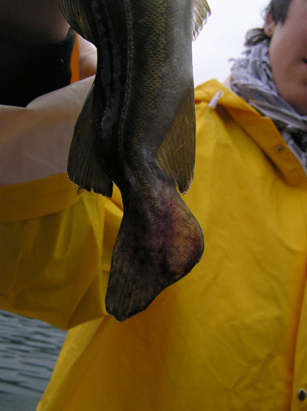 2005-07-28_rumle_ivalo_peter_soeen_sejltur_004