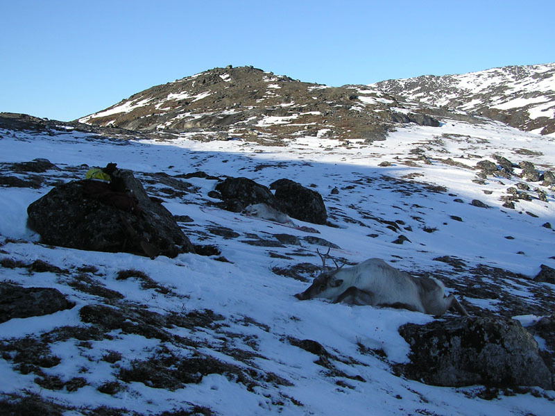 2005-10-21-22-23_rensdyrjagt_barn_john_suulut_032