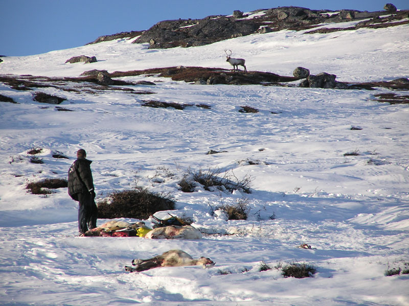 2005-10-21-22-23_rensdyrjagt_barn_john_suulut_052