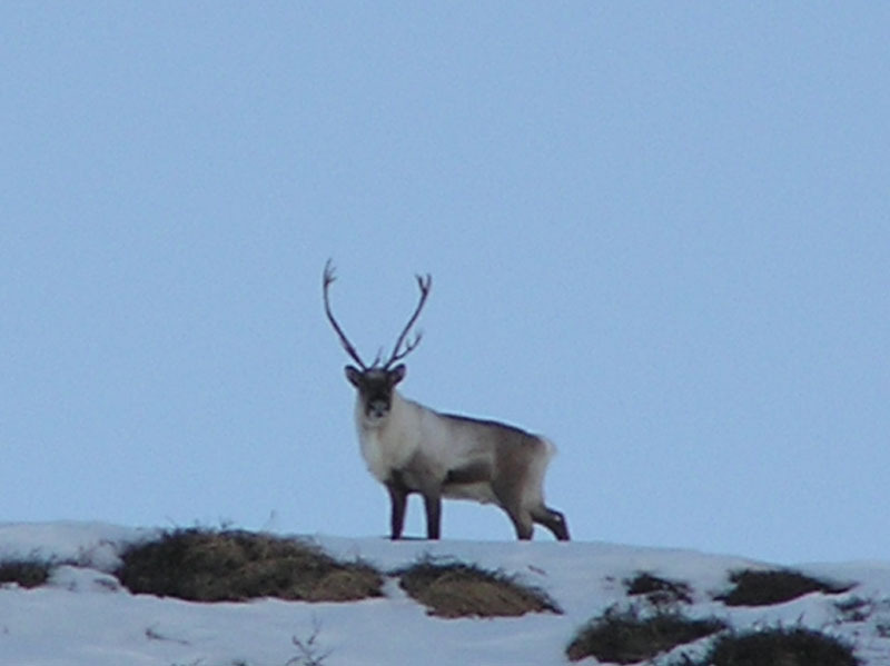 2005-10-21-22-23_rensdyrjagt_barn_john_suulut_058