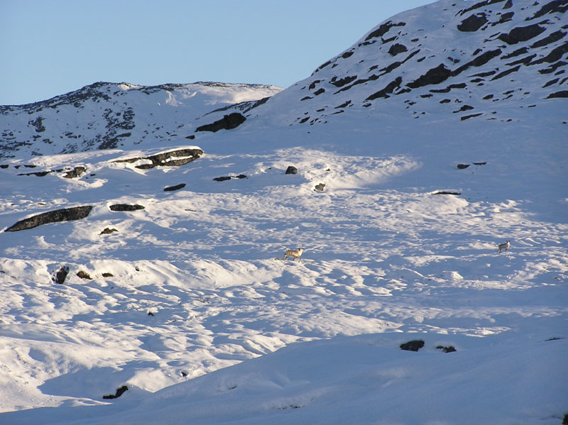 2005-10-21-22-23_rensdyrjagt_barn_john_suulut_072