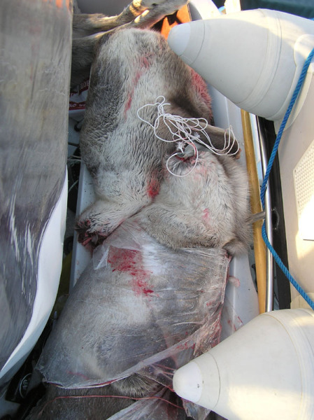 2005-10-21-22-23_rensdyrjagt_barn_john_suulut_094