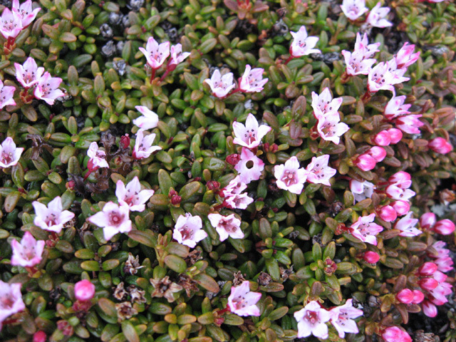 2006-06-04-05_martins_foedselsdag_sejltur_074