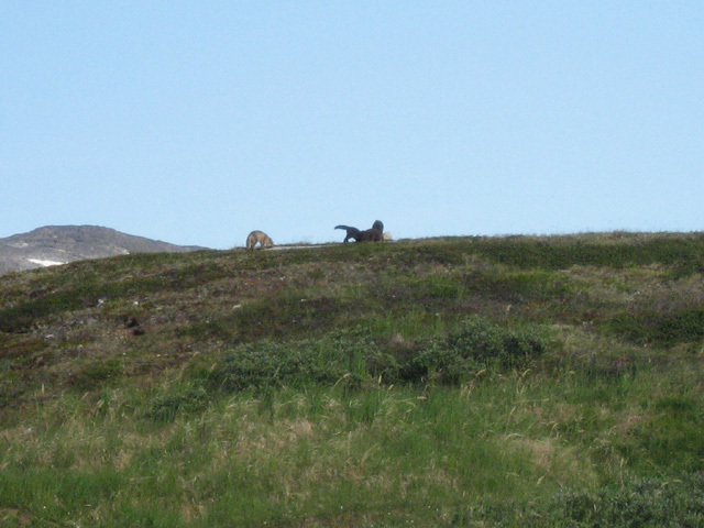 2006-07-07_foedselsdagsfest_qorqut_010