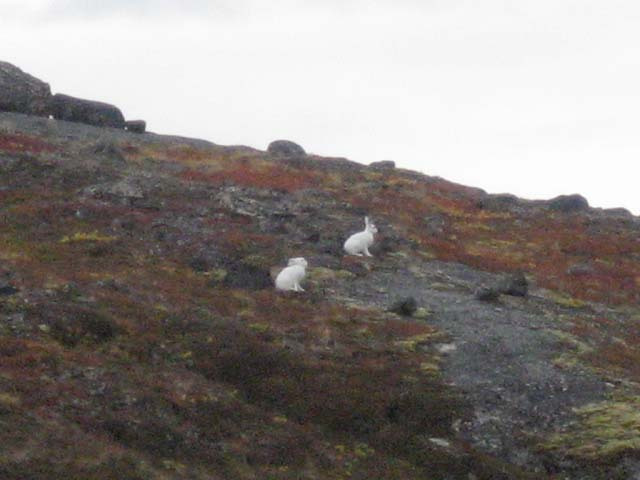 2006-08-31_moskusjagt_081