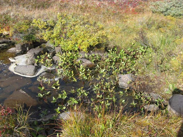 2006-08-31_moskusjagt_108