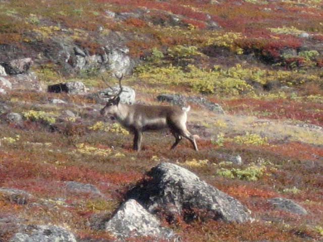 2006-08-31_moskusjagt_111