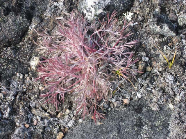 2006-08-31_moskusjagt_113