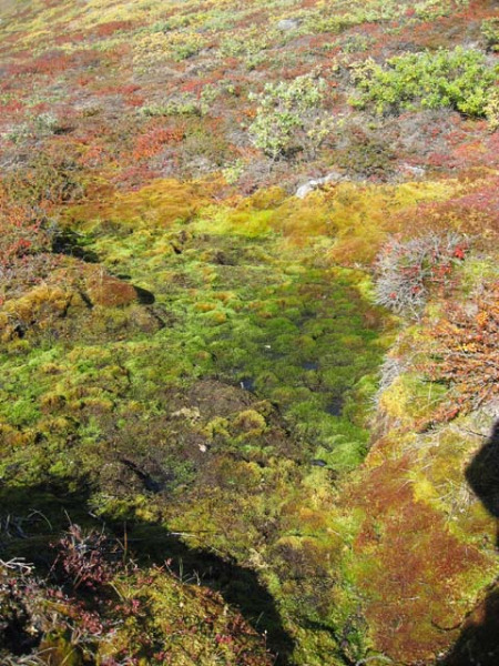 2006-08-31_moskusjagt_119