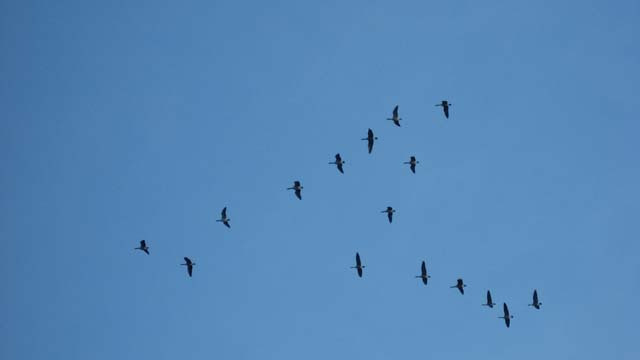 2006-08-31_moskusjagt_129