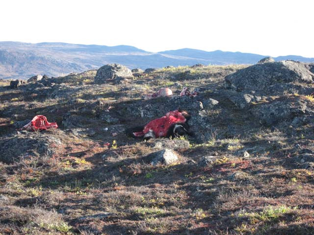 2006-08-31_moskusjagt_152