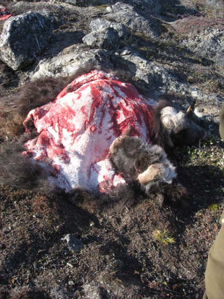 2006-08-31_moskusjagt_169