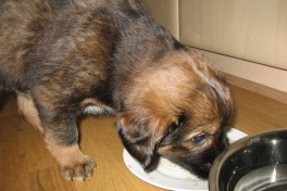 Djanco - ude og inde