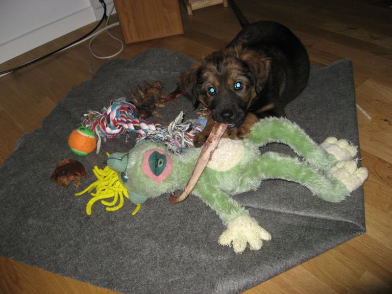 Djanco - ude og inde