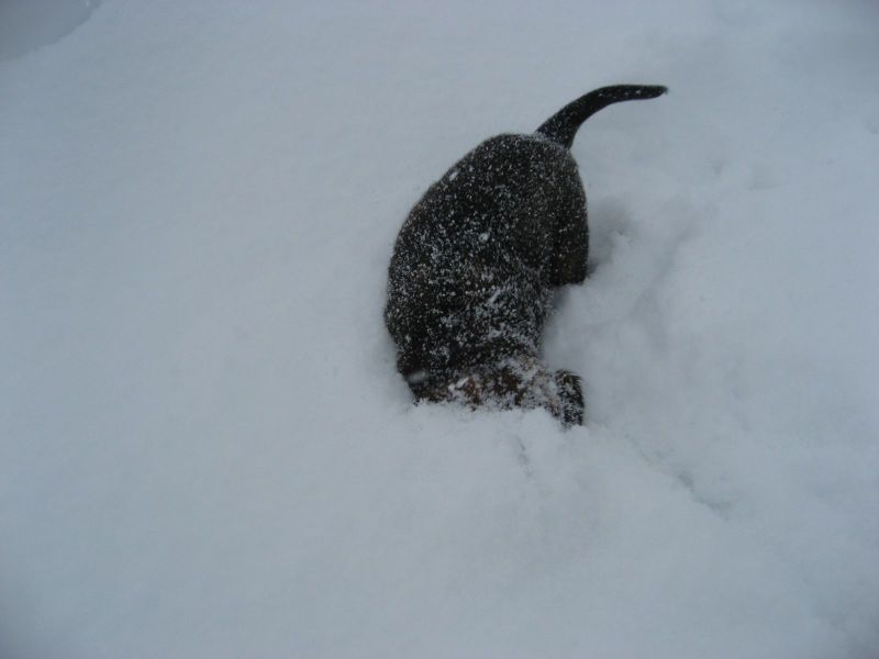 Djanco - ude og inde