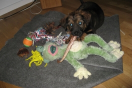 Djanco - ude og inde