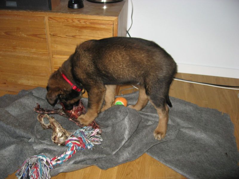 Djanco - ude og inde