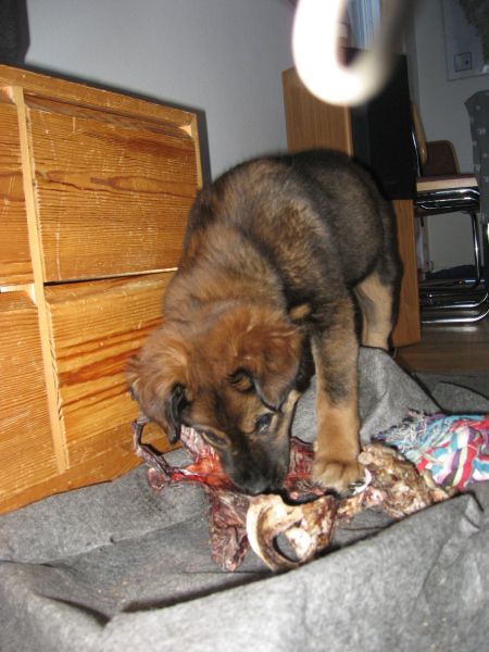 Djanco - ude og inde