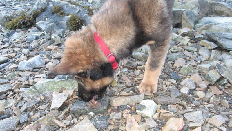 Djanco - ude og inde