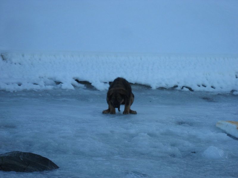 Djanco - ude og inde