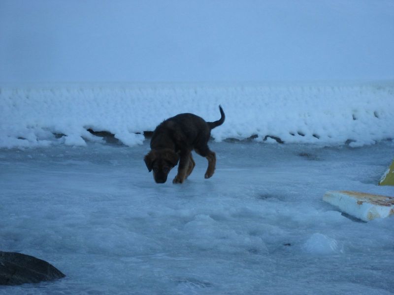 Djanco - ude og inde