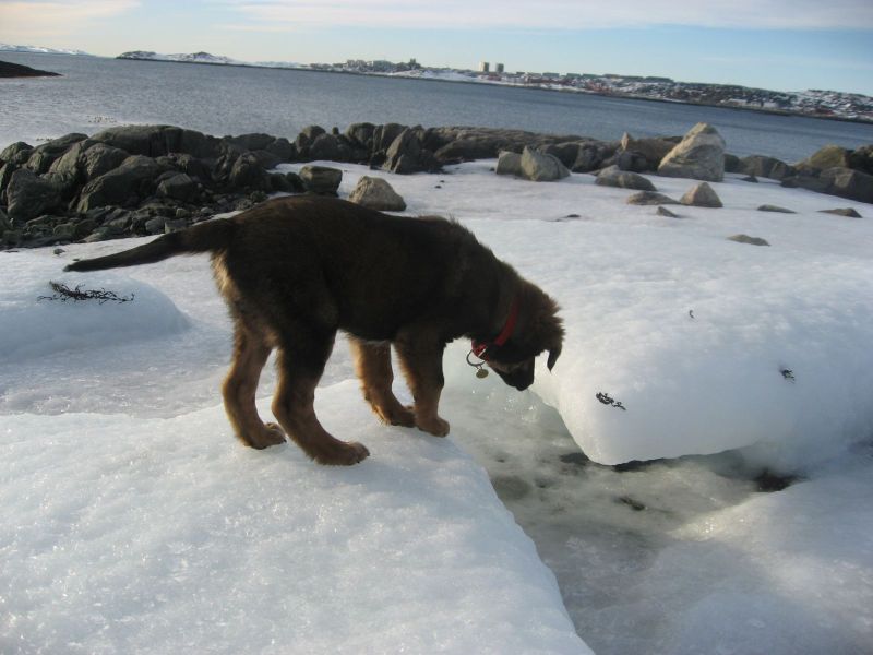 Djanco - ude og inde