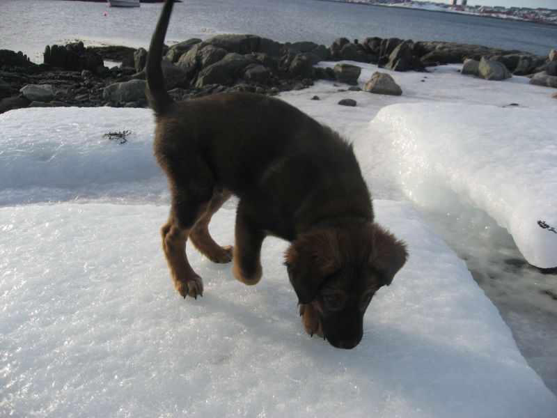 Djanco - ude og inde