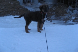 Djanco - ude og inde